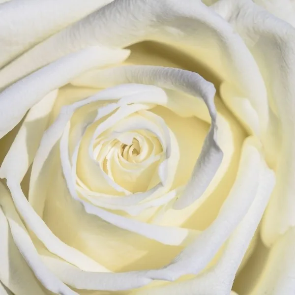 Witte roos