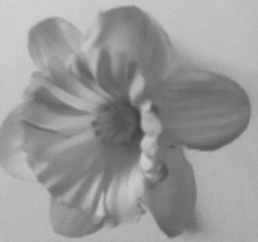 Bloem — rust en inzicht