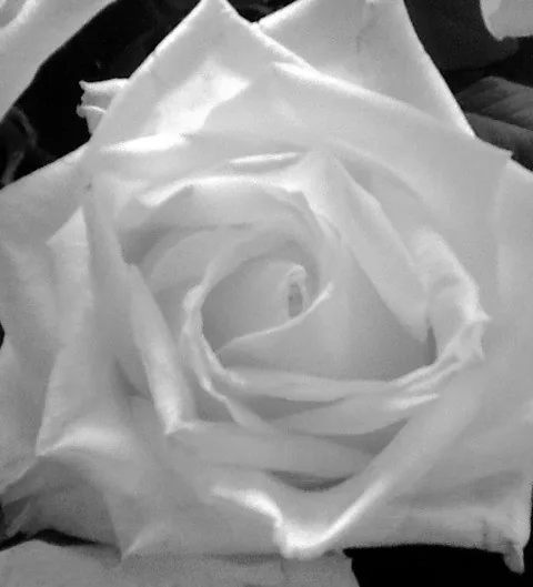 Witte roos — symbool van bescherming